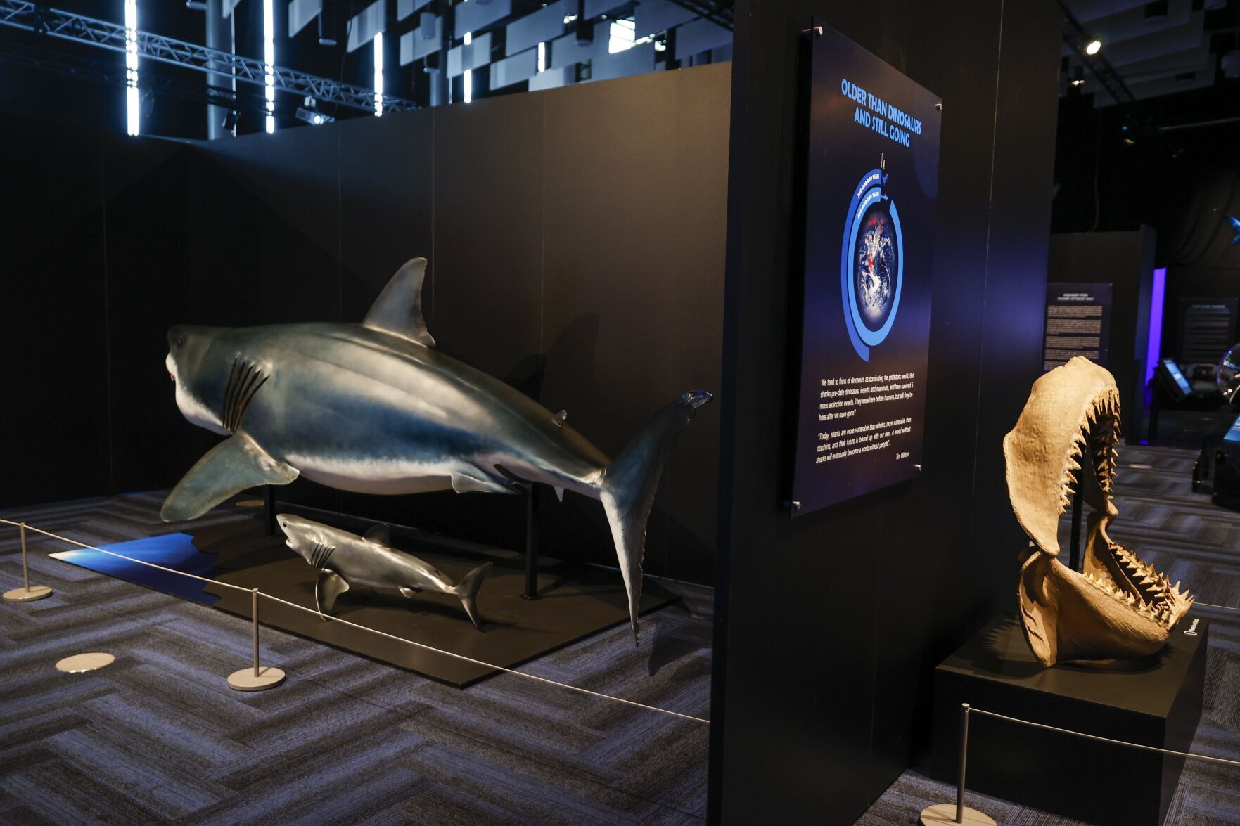 20220527_MET_SHARK